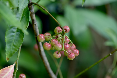 Glycosmis pentaphylla (Retz.)の写真素材