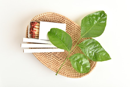 Stop harming himself by quitting smoking, Clausena Heptaphylla, Prong Fah thai name Murraya...