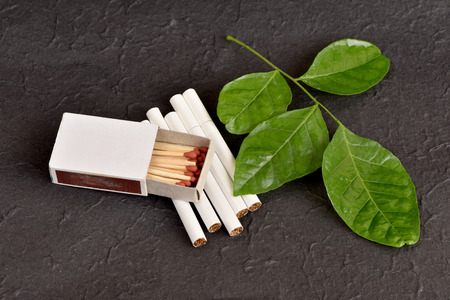 Stop harming himself by quitting smoking, Clausena Heptaphylla, Prong Fah thai name Murraya siamensis Craib. Used as a herb for "cessation cigarette".の写真素材