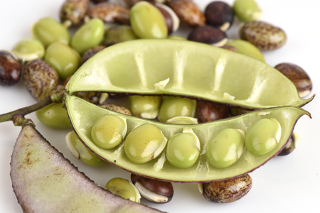 lablab bean or Dolichos bean Dolichos lablab Linn..