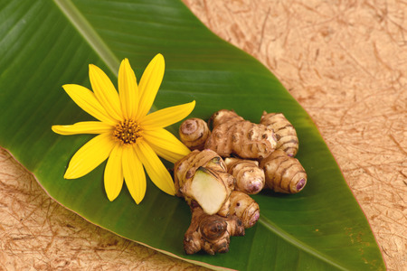 Jerusalem artichoke or sunchoke, roots and flowers., Thailand medicinal properties of the drug.