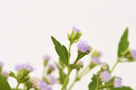 Siam Weed, Bitter Bush, Christmas Bush, Devil Weed, Camfhur Grass, Common Floss Flower, Triffid (Chromolaena odorata (L.) R.M.King & H.Rob.): Thailand's herbal and medicinal properties.の写真素材