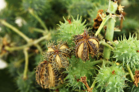Castor branch fruits  on a white background.の写真素材