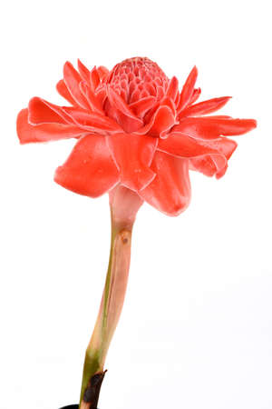 Fresh Etlingera elatior,red flowers placed on a white background.の写真素材