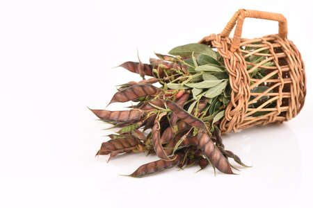 Cajanus cajan branch fruits has medicinal properties on a white background.の写真素材