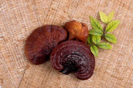 Lingzhi mushroom on an old wooden background.の写真素材