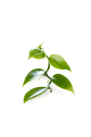 Vanilla and leaves isolate on a white background.の写真素材