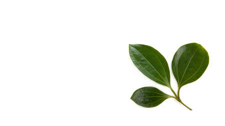 Cinnamon branch green leaves isolated on a white background.