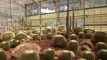 cactusのeditorial素材