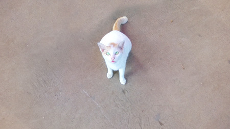 white catの写真素材