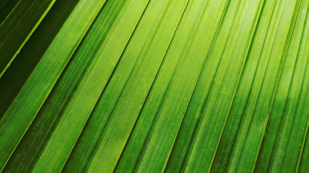 tropical green leaf forest backgroundの写真素材