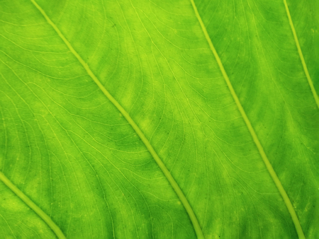 green leaf pattern in gardenの写真素材