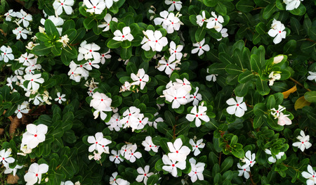 top view of white flowers in the gardenの写真素材