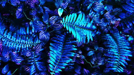 tropical leaf forest glow in the dark background. High contrastの写真素材