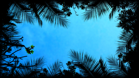 silhouette tropical tree and empty spaceの写真素材