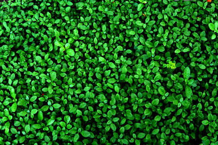 vertical garden with tropical green leaf, contrastの写真素材