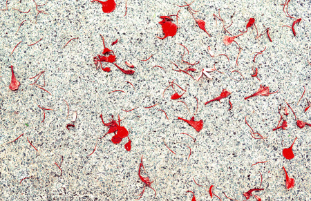 falling leaf on white gravelの写真素材