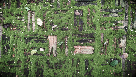 Texture of old brick with green mossの写真素材