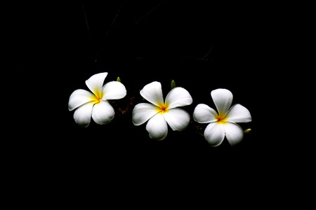 High contrast Plumeria flowers on dark backgroundの写真素材