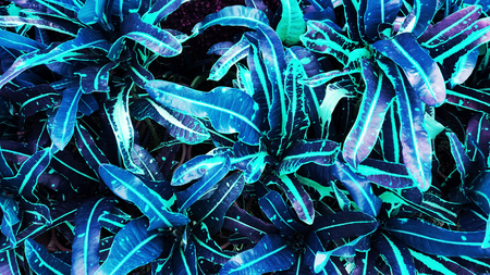 tropical leaf forest glow in the dark background. High contrast.