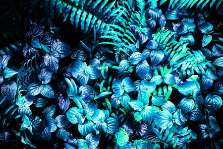tropical leaf forest glow in the dark background. High contrast.の写真素材