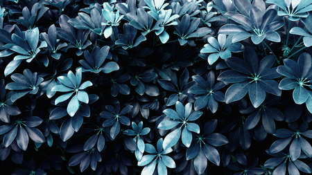 tropical leaf forest glow in the dark background. High contrast.