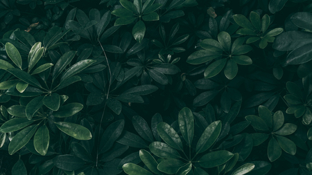 Vertical garden with tropical green leaf, Dark toneの写真素材