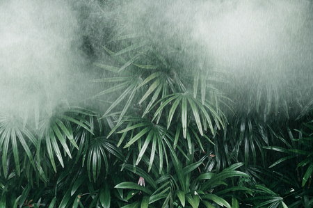 Vertical garden with tropical green leaf with fog and rain, Dark tone の写真素材