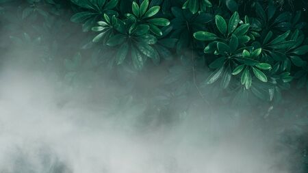 Vertical garden with tropical green leaf with fog and rain, Dark toneの写真素材