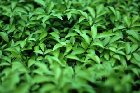 Blurry Vertical garden with tropical green leaf, contrast