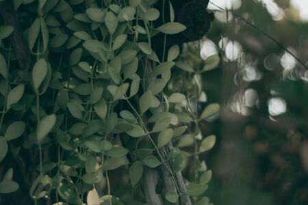 Vertical garden with tropical green leaf, Dark tone