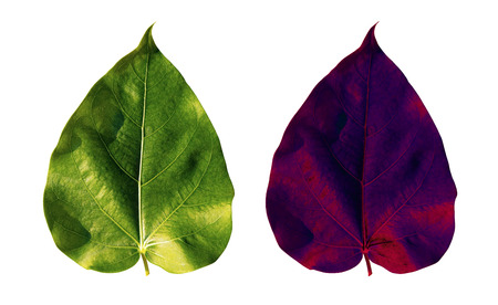 Green and violet leaf isolated on white background with clipping path.