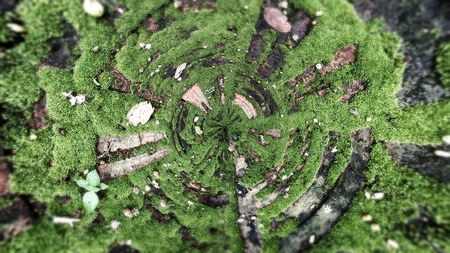 Texture of old brick with green moss
