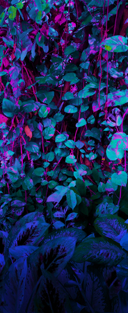 Tropical leaf forest glow in the black light background. High contrast.の写真素材