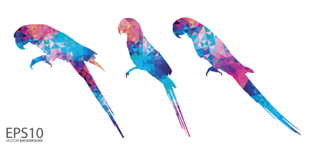 Colorful Macaw bird  pattern background.のイラスト素材