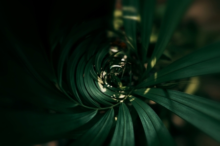 Blurred Tropical green leaf in dark tone.の写真素材