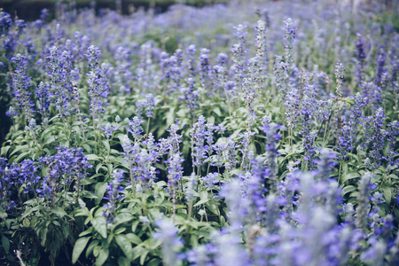 Group of angelonia flowers in the park.の写真素材