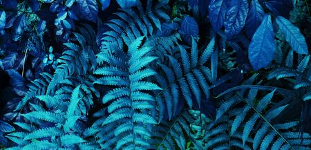 tropical leaf forest glow in the dark background. High contrast.の写真素材