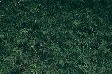 Tropical green leaf background, Dark tone theme.の写真素材