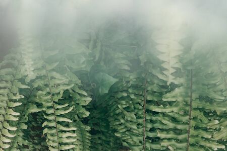 Vertical garden with tropical green leaf with fog and rain, Dark tone 