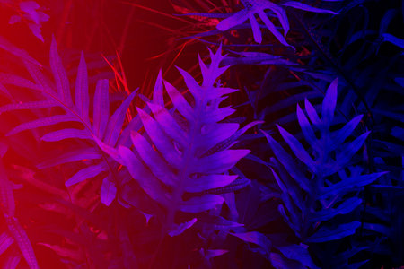 Tropical leaf forest glow in the black light background. High contrast.
