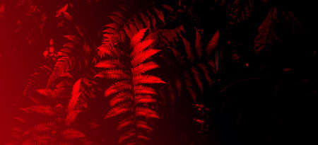 tropical leaf forest glow in the dark background. High contrast.の写真素材