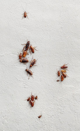 Group of cockroaches on plaster wall.