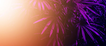 tropical leaf forest glow in the dark background. High contrast.の写真素材