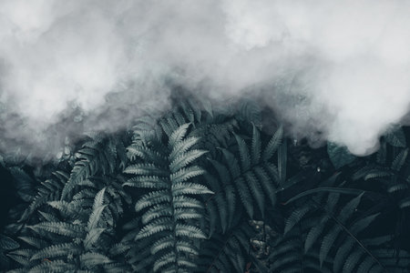 Vertical garden with tropical green leaf with fog and rain, Dark toneの写真素材
