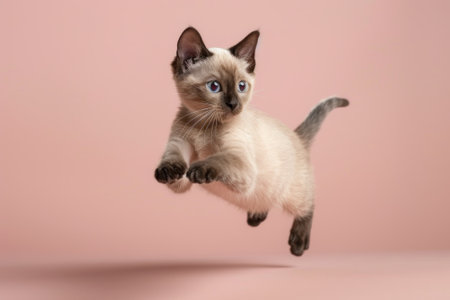 Burmese cat Jumping and remaining in mid-air, studio lighting, isolated on pastel background, stock photographic styleの素材
