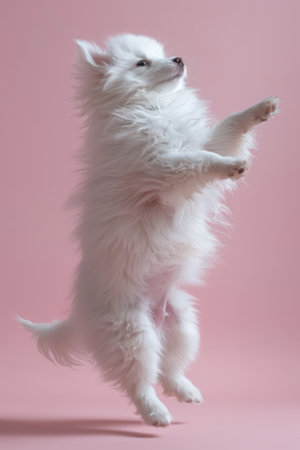 A playful white fluffy dog jumping joyfully against a soft pink background, showcasing its vibrant energy and charm.の素材