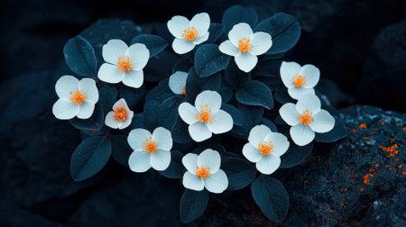 Delicate white flowers with orange centers on dark leaves in a serene garden setting.の素材