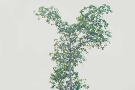 Lonely big tall tree in gray backgroundの写真素材