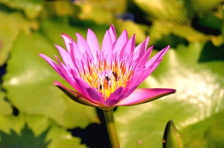 These bees forage on a lotus.の素材